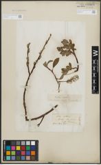 Foto von Salix arctica Pall.